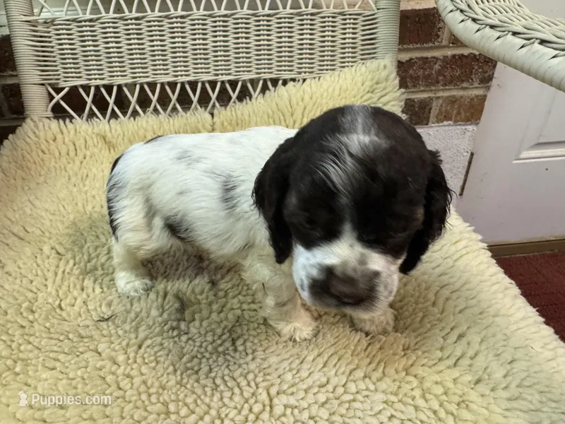 Chocolate/White Parti Male – Cocker Spaniel puppy for sale in Burlington, NC