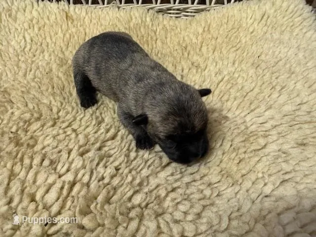 AKC Brindle Male – Cairn Terrier puppy for sale in Burlington, NC