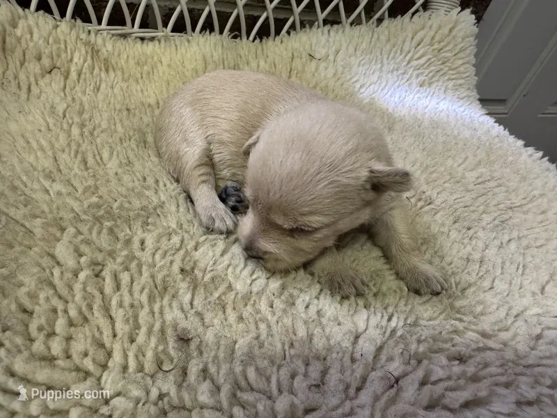 AKC Wheaten Female – Scottish Terrier puppy for sale in Burlington, NC
