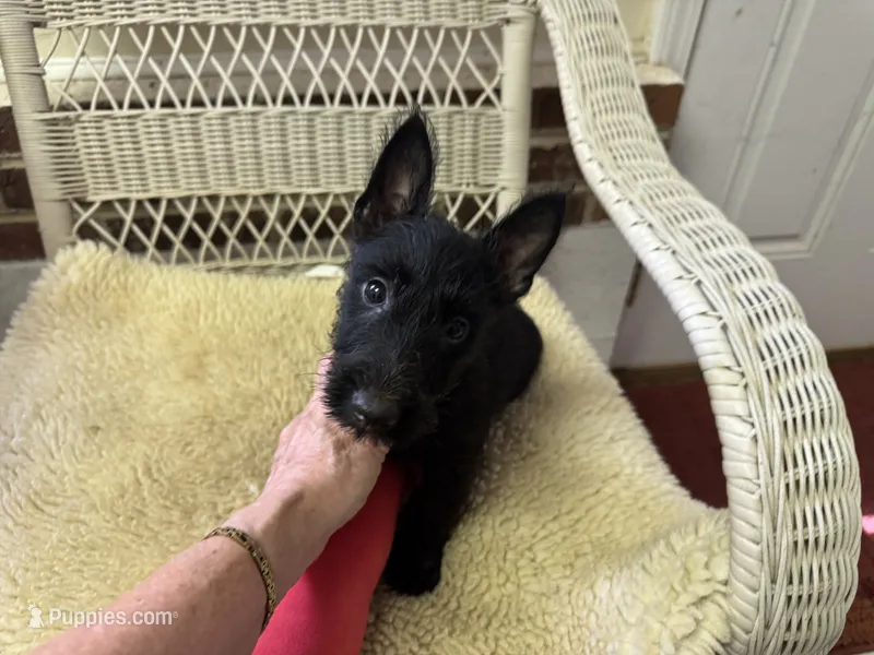 AKC Black female Scottie  – Scottish Terrier puppy for sale in Burlington, NC