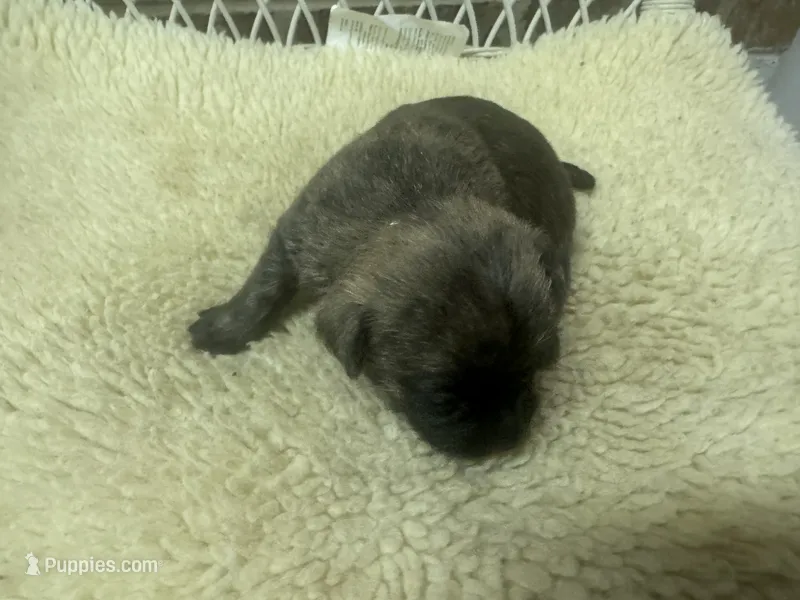 AKC Brindle Female – Cairn Terrier puppy for sale in Burlington, NC