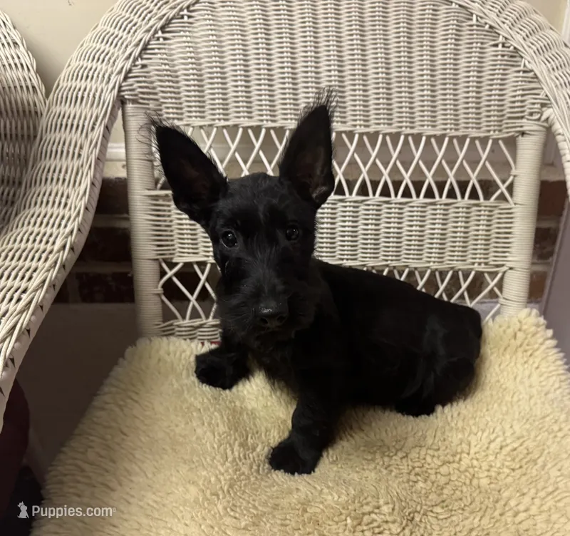 AKC Black female  – Scottish Terrier puppy for sale in Burlington, NC