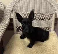 AKC Black female , a female Scottish Terrier for sale in Burlington, NC – 1 of 4