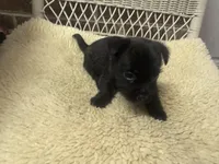AKC Black Brindle Female, a female Cairn Terrier for sale in Burlington, NC – 2 of 3