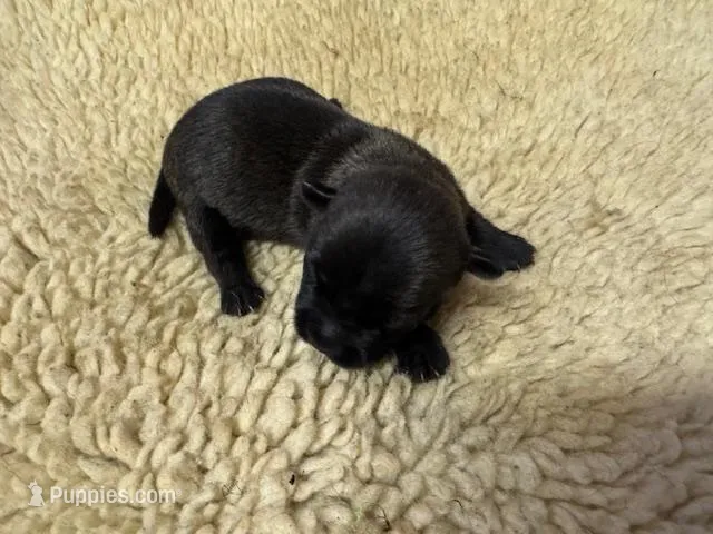AKC Black Brindle Female – Cairn Terrier puppy for sale in Burlington, NC