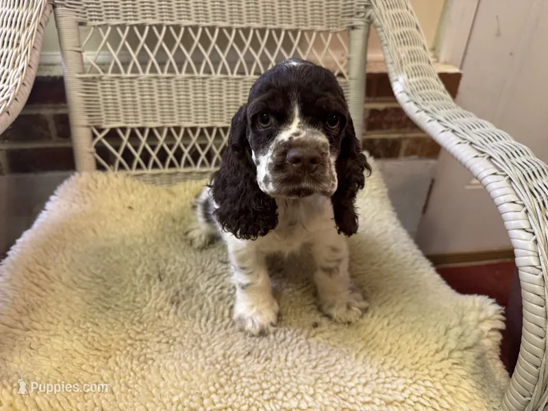 Chocolate/White Parti Male – Cocker Spaniel puppy for sale in Burlington, NC