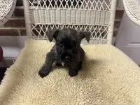 AKC Brindle Female, a female Cairn Terrier for sale in Burlington, NC – 3 of 3