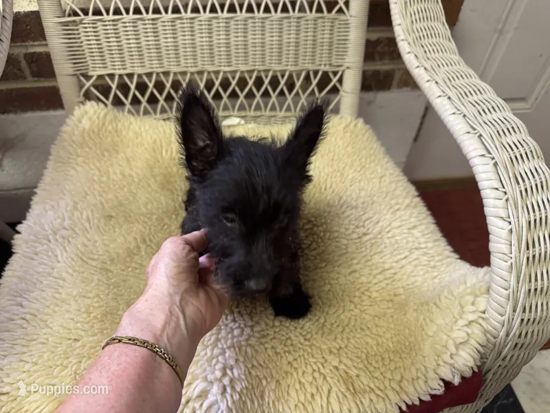 AKC Black Female – Scottish Terrier puppy for sale in Burlington, NC