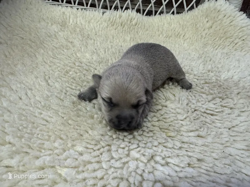AKC Cairn Terrir Female – Cairn Terrier puppy for sale in Burlington, NC