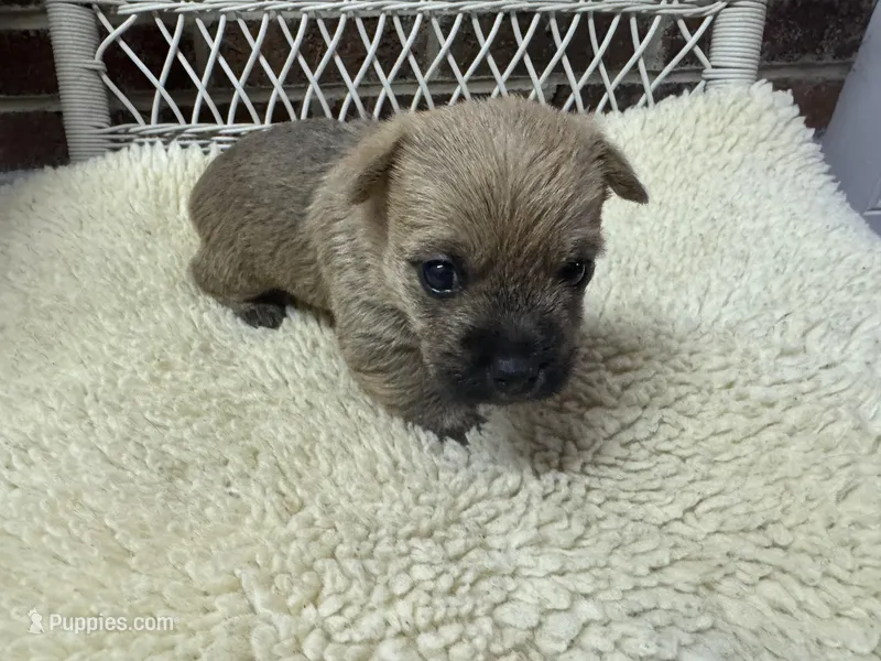 AKC red wheaten Cairn Terrier male  – Cairn Terrier puppy for sale in Burlington, NC