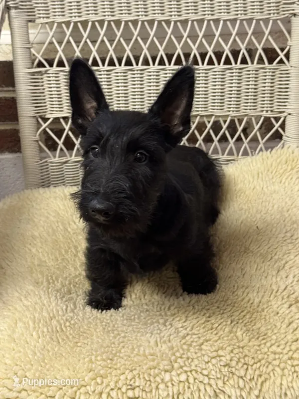 AKC Female Scottish Terrier puppy – Scottish Terrier puppy for sale in Burlington, NC