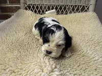 AKC Black white parti female, a female Cocker Spaniel for sale in Burlington, NC – Photo 2 of 2