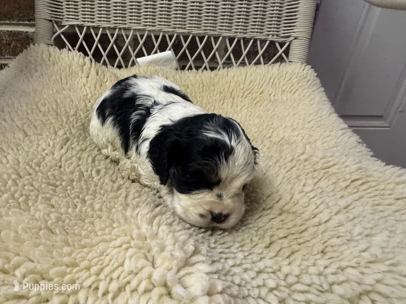 AKC Black white parti female – Cocker Spaniel puppy for sale in Burlington, NC