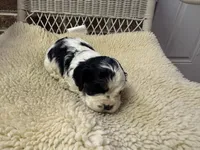 AKC Black white parti female, a female Cocker Spaniel for sale in Burlington, NC – Photo 1 of 2