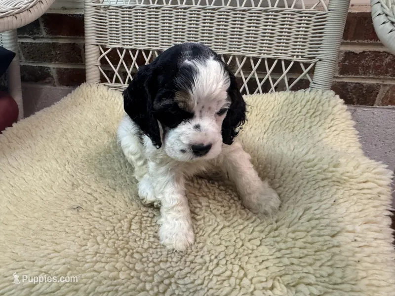 AKC Black white tri female, a female Cocker Spaniel for sale in Burlington, NC – Photo 1 of 1