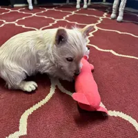 AKC wheaten female, a female Scottish Terrier for sale in Burlington, NC – Photo 2 of 2