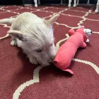 AKC wheaten female, a female Scottish Terrier for sale in Burlington, NC – Photo 1 of 2