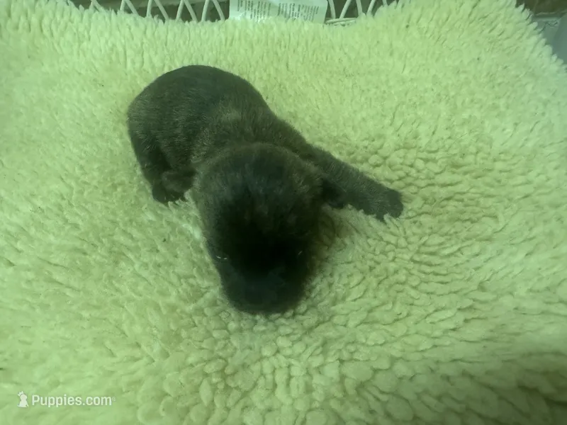 AKC Brindle Male – Cairn Terrier puppy for sale in Burlington, NC