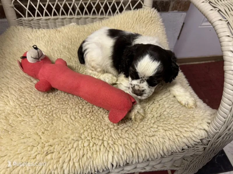 AKC Chocolate/White Parti Male – Cocker Spaniel puppy for sale in Burlington, NC
