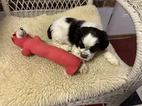 AKC Chocolate/White Parti Male, a male Cocker Spaniel for sale in Burlington, NC – 1 of 2