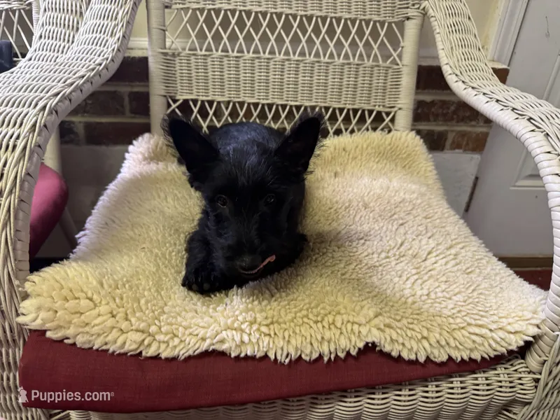 AKC Female Scottish Terrier puppy – Scottish Terrier puppy for sale in Burlington, NC