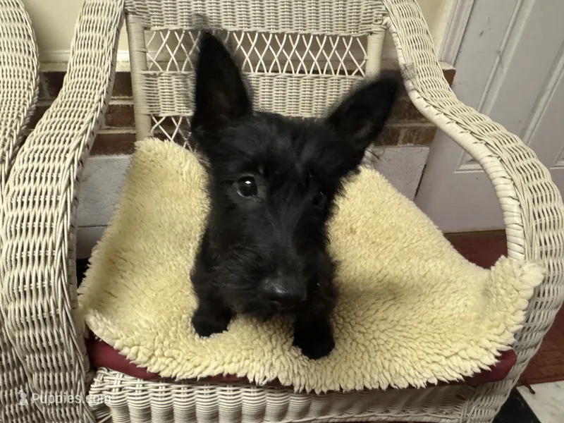 AKC Black female  – Scottish Terrier puppy for sale in Burlington, NC