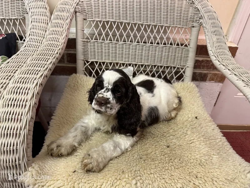 AKC Chocolate/White Parti Male – Cocker Spaniel puppy for sale in Burlington, NC