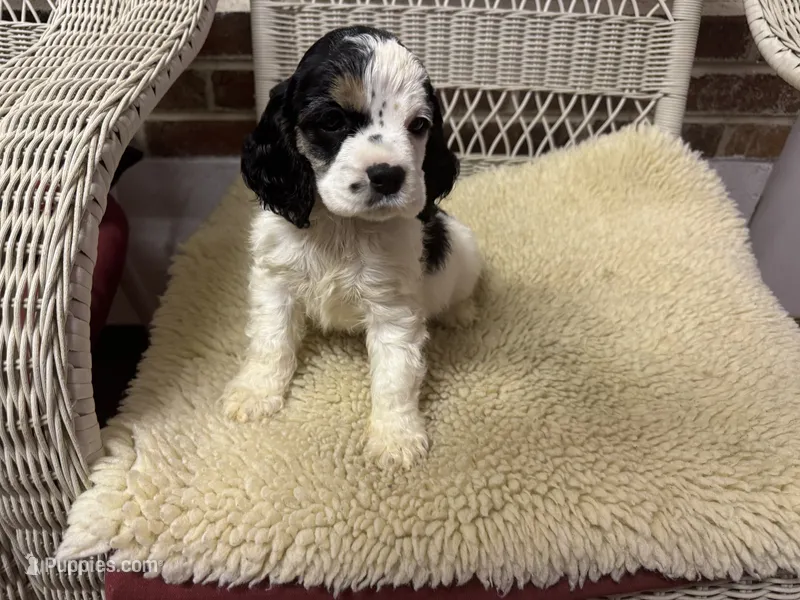 AKC Black white tri female – Cocker Spaniel puppy for sale in Burlington, NC