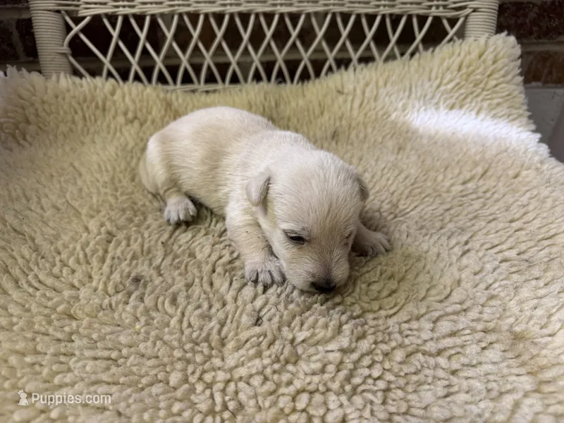 AKC Wheaten male – Scottish Terrier puppy for sale in Burlington, NC
