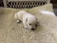 AKC Wheaten male, a male Scottish Terrier for sale in Burlington, NC – 1 of 1