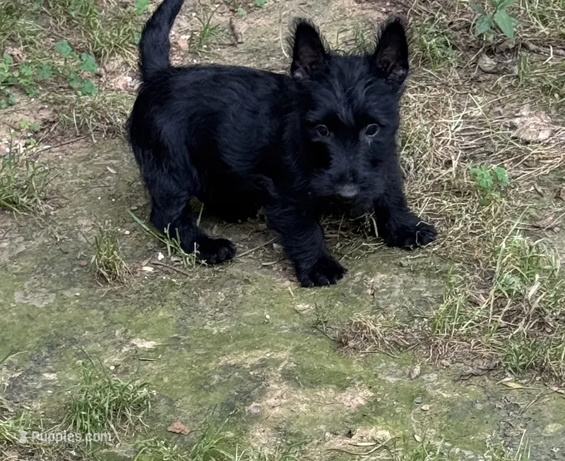 AKC Black Scottish Terrier – Scottish Terrier puppy for sale in Burlington, NC