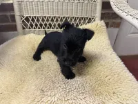 AKC Black female, a female Scottish Terrier for sale in Burlington, NC – 2 of 2