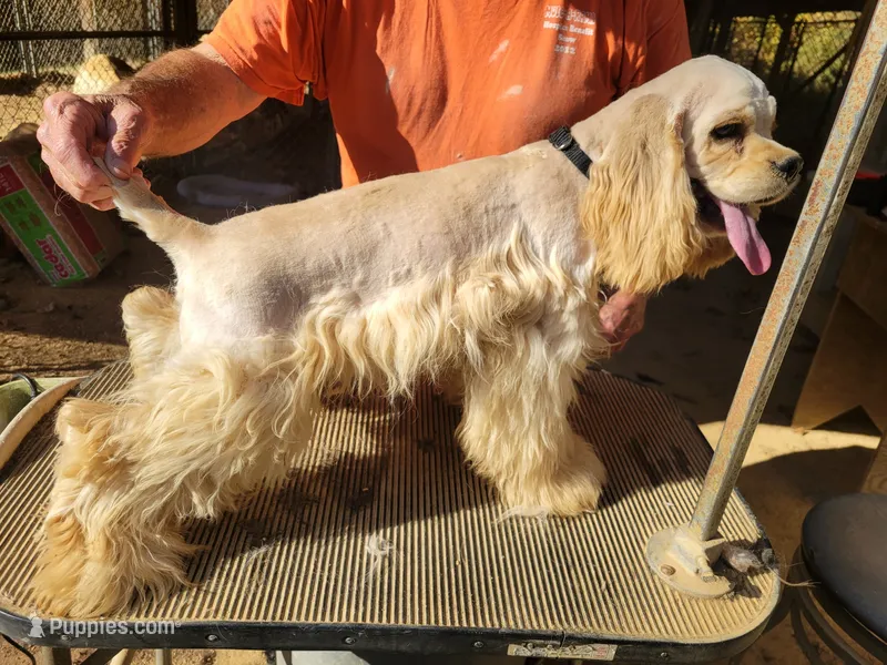 Chester – Cocker Spaniel puppy for sale in Burlington, NC