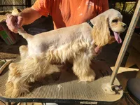 Chester, a male Cocker Spaniel for sale in Burlington, NC – 1 of 1