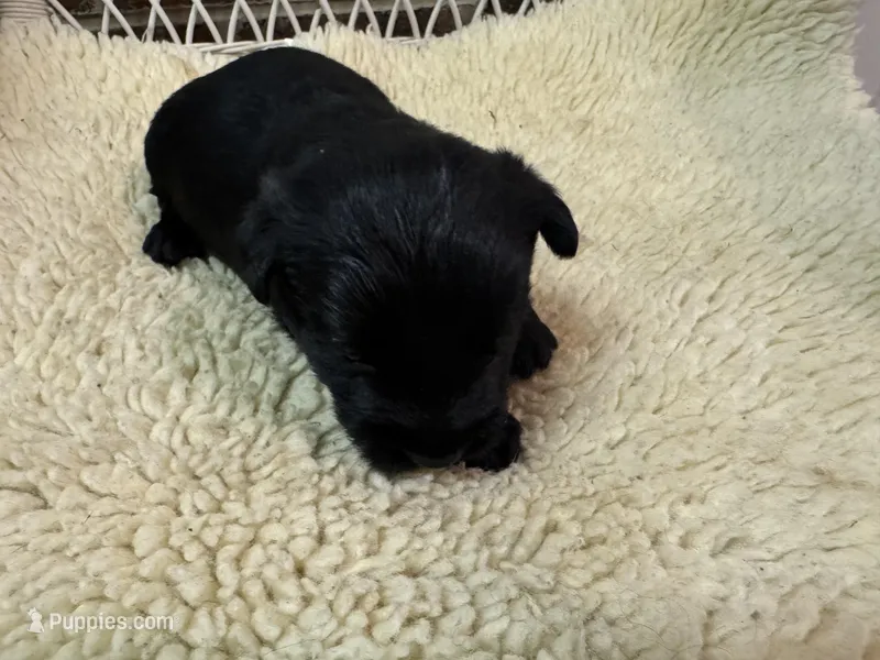 AKC Black Scottish Terrier – Scottish Terrier puppy for sale in Burlington, NC