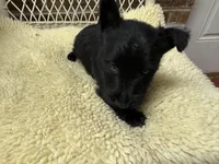 AKC Black Scottish Terrier, a female Scottish Terrier for sale in Burlington, NC – 1 of 1