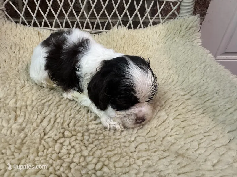 AKC Chocolate/White Parti Male – Cocker Spaniel puppy for sale in Burlington, NC