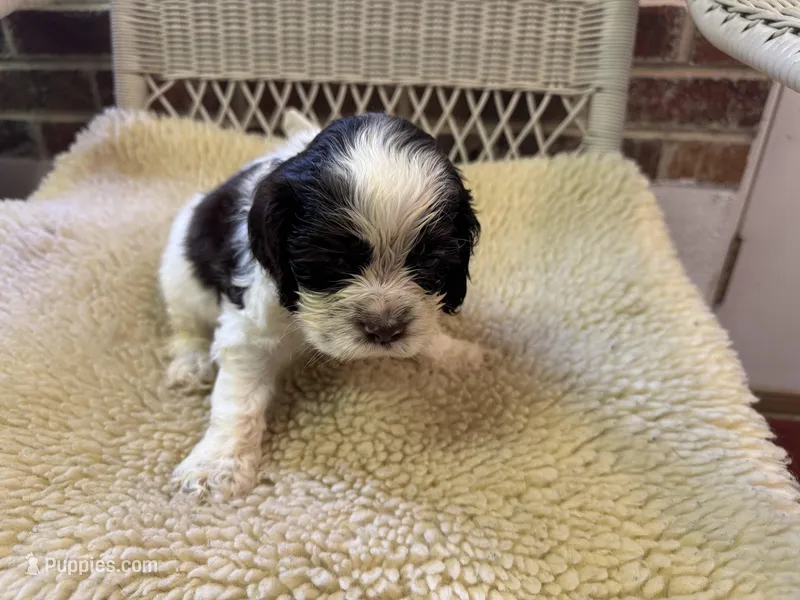 AKC Chocolate/White Parti Male – Cocker Spaniel puppy for sale in Burlington, NC