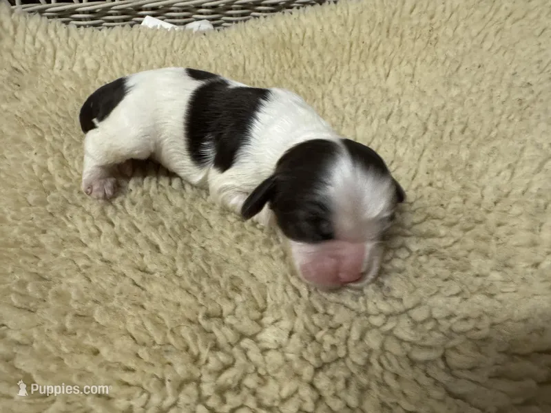 AKC Chocolate/White Parti Male – Cocker Spaniel puppy for sale in Burlington, NC
