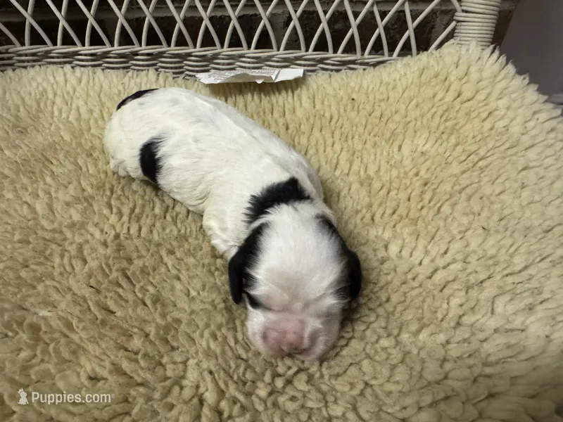 AKC Black White Female – Cocker Spaniel puppy for sale in Burlington, NC