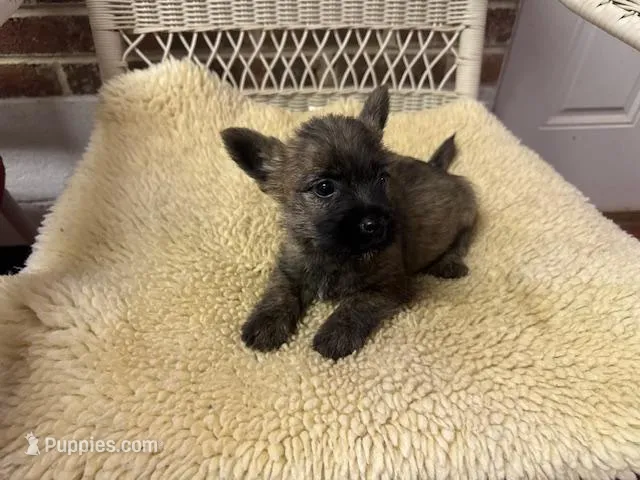 AKC Brindle Male – Cairn Terrier puppy for sale in Burlington, NC