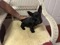 AKC Black female , a female Scottish Terrier for sale in Burlington, NC – 2 of 4