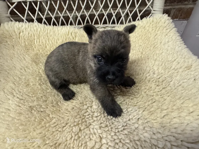 AKC Brindle Male – Cairn Terrier puppy for sale in Burlington, NC