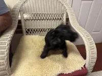 AKC Black female , a female Scottish Terrier for sale in Burlington, NC – 4 of 4