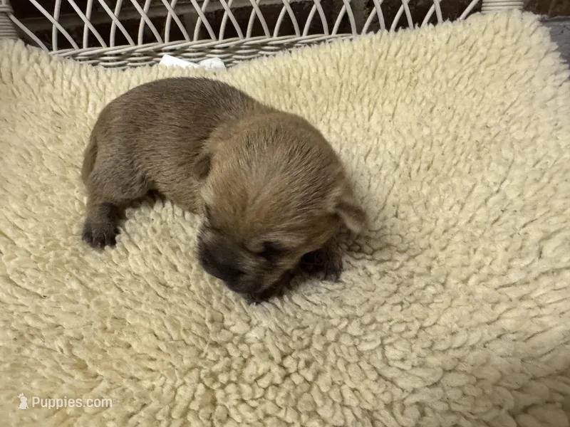 AKC Cairn Terrir Female – Cairn Terrier puppy for sale in Burlington, NC