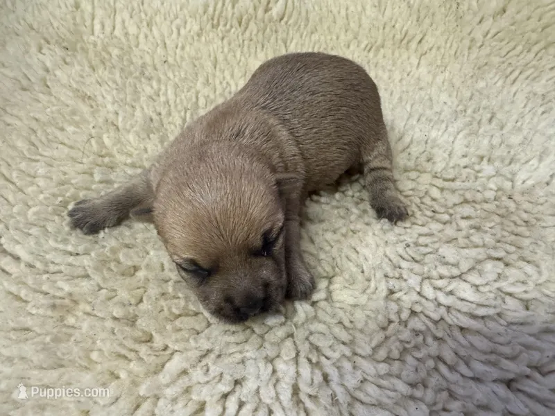 AKC Cairn Terrir Female – Cairn Terrier puppy for sale in Burlington, NC
