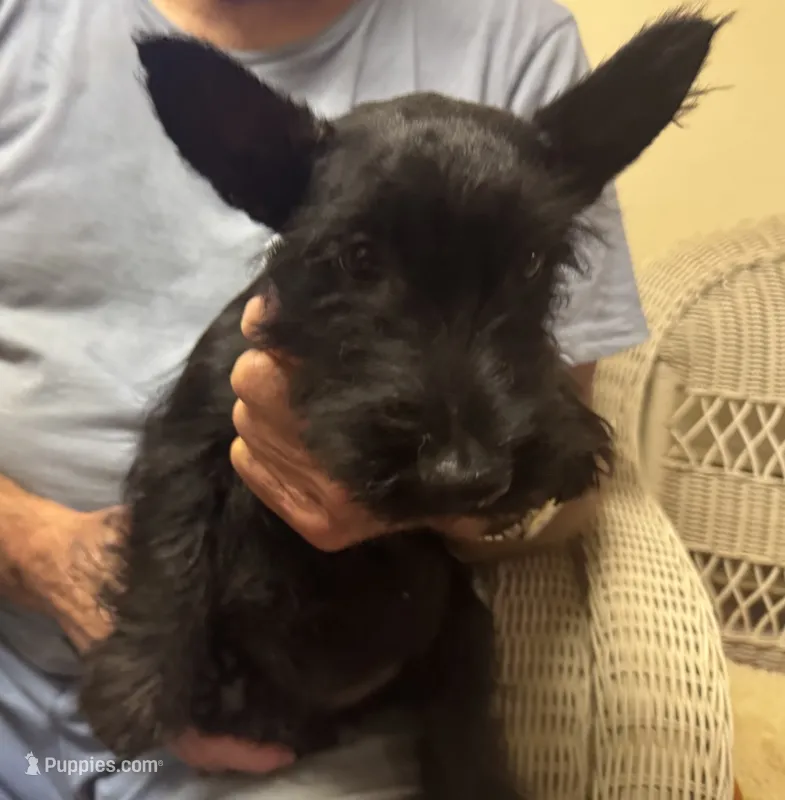 Female Scottish Terrier – Scottish Terrier puppy for sale in Burlington, NC