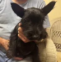 Female Scottish Terrier, a female Scottish Terrier for sale in Burlington, NC – 1 of 1