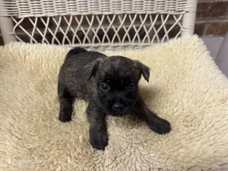 AKC Brindle Female – Cairn Terrier puppy for sale in Burlington, NC