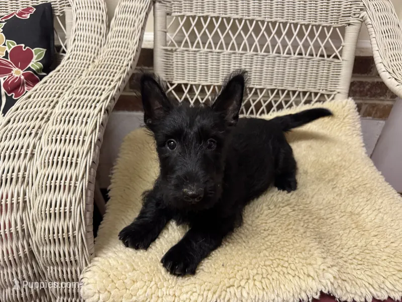 AKC Female Scottish Terrier puppy – Scottish Terrier puppy for sale in Burlington, NC